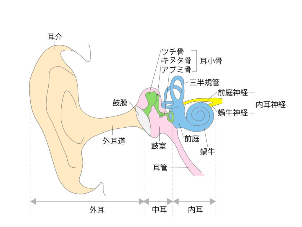 耳の構造