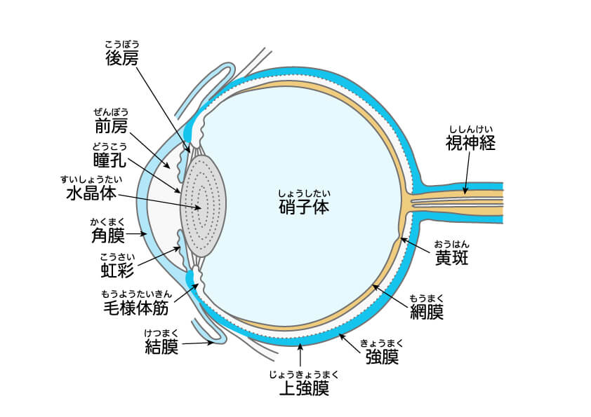 目の構造