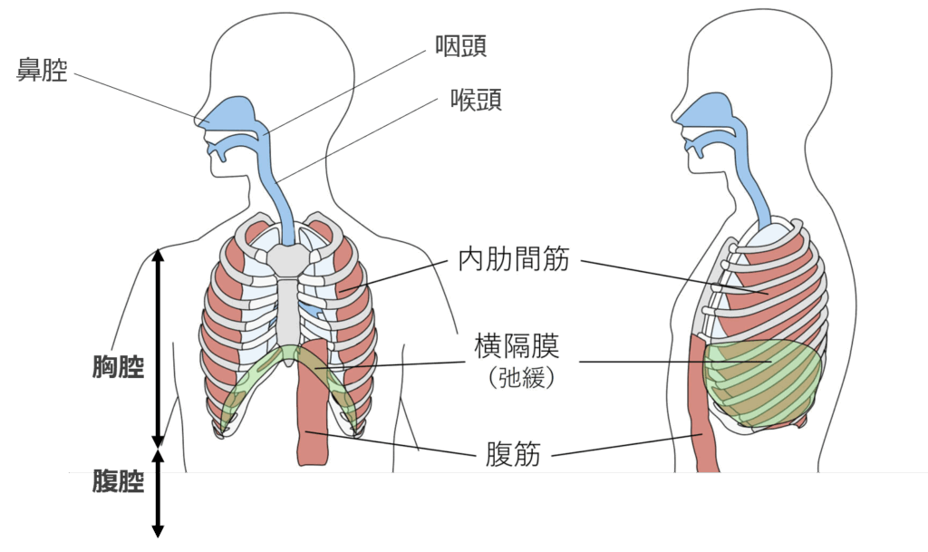 呼吸器