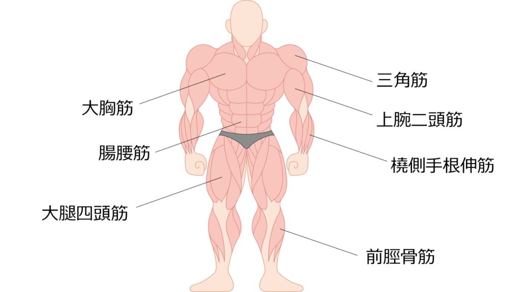 体の前面にある筋肉