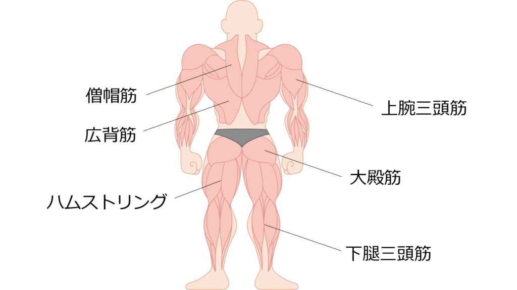 体の背面にある筋肉